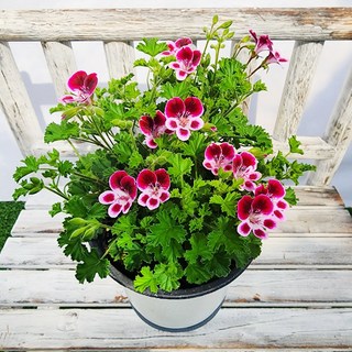 에덴플랜트 향랜디 제라늄 중품 랜디 꽃식물 페라고늄 야생화 사계절꽃 모기쫒는식물 1개