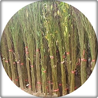 개복숭아나무/산복숭아/prunus persica/묘목/실생2년3주/접목묘/유실수/과일나무/약용수/과실청, 1세트, 개복숭아실생2년3주