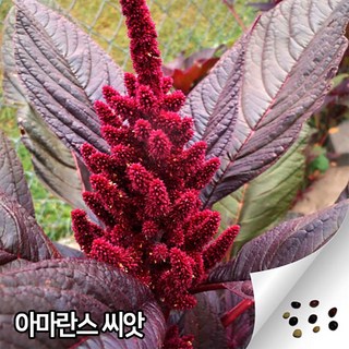 아마란스 씨앗 3000알 슈퍼푸드 씨앗 혼합씨앗 아마란스씨 종자, 1개