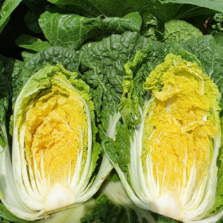 당일재배 국내산 알배기 배추 김장, 1박스, 5.5kg