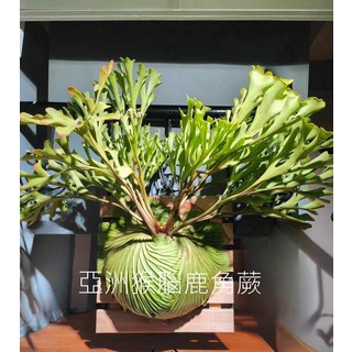 亞洲猴腦鹿角蕨盆栽 室內綠植 淨化空氣 提升居家品味, 綠色, 1個