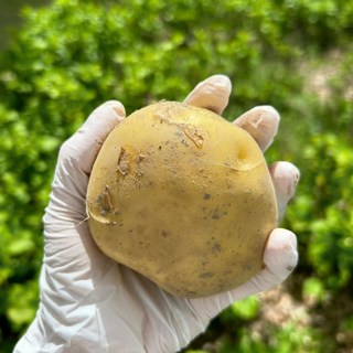 탐나유 국내산 강원도 수미 감자 햇감자, 5kg (중), 1개