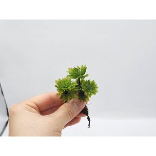 큰꽃송이이끼 1촉 5촉 생이끼 키우기 테라리움 비바리움, 1개