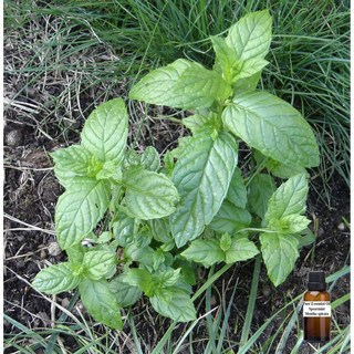 綠薄荷純精油 Spearmint Pure Essential Oil, 1個, 50ml