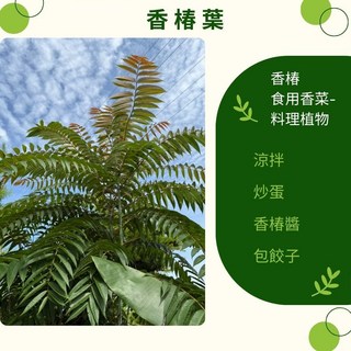 【建方松園】新鮮香椿葉，自然農法栽種，當天採摘寄送，食用香菜料理植物, 1個