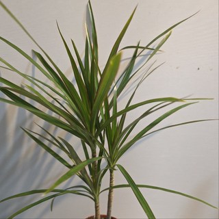 드라세나 마지나타 그린 블랙 반려식물 에이피플랜츠, 1개, 기본