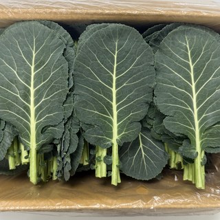 [신선보장]농진사 케일 쌈케일 국내산 특품 쌈채소, 1개, 2kg