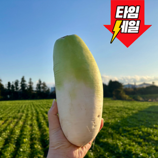 [전국최저가]해풍맞고자란 제주 월동무 무우 햇무, 1개, 5kg