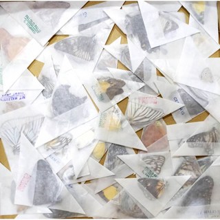 蝴蝶標本A1、A- 印尼群島混合蝶 未展翅乾貨/上百種類, 隨機出貨
