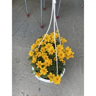 霏霏園藝 小蜜蜂花 吊盆花 一盤180元