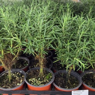 외목대 로즈마리 소품 허브 에이피플랜츠, 1개, 기본