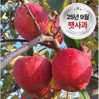 안동 청송 프리미엄 햇 사과 가정용, 1개, 9kg