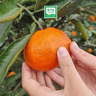 마켓쉘 감귤품평회 특별상 제주 유기농 친환경 산하홍 노지 감귤 대과, 1개, 9.5kg