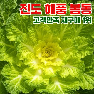 고객만족 재구매1위 진도 해풍 봄동, 1세트, 1kg