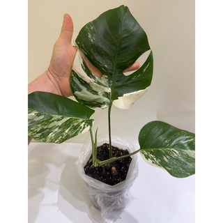 몬스테라 알보 바리에가타