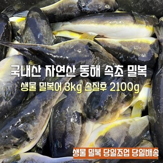 [산지직송] 국내산 자연산 새벽조업 주문즉시손질 동해 속초 생물참복어 생물밀복어 생물까치복어 선물용 가정용, 1박스, 생물밀복어 3000g 손질후 생물밀복어 2100g내외