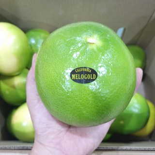 메로골드 청자몽 특대과 (개당 450g 내외), 1개, 4kg 8과