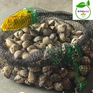 제철 피꼬막 새꼬막 피조개 특대, 1개, 새꼬막1kg (100미내외)