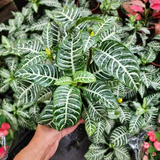 P老闆園藝 單藥草花, 1個, 3吋盆