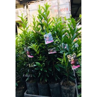 大果黑玫瑰櫻桃3吋盆栽特價中，每盆90元，適合陽台窗邊種植，新手也能輕鬆上手, 1個, Green