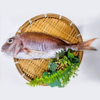 제수용생선 반건조 국산참돔 자연산참돔 도미 제수용참돔 반건조참돔, 1개, 35cm