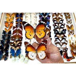 蟲新發現 蝴蝶標本A1/A- 非洲樺斑蝶/金斑蝶/虎斑蝶 未展翅乾貨 DIY收藏, 1個, 非洲產個體