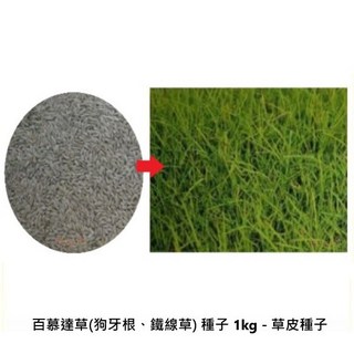 百慕達草(狗牙根、鐵線草)種子 1公斤 - 草皮種子, 詳見包裝, 詳見包裝