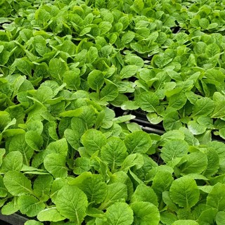 [오감] 김장배추모종 배추 묘종, 7개