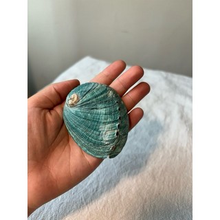 藍鮑魚殼 薰香容器 鼠尾草祭壇用品 儀式香薰座, 1個