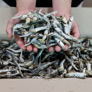 [품질보장] 청정바다를 담은 100%국내산 최상급 해날 햇 다시멸치 1.5kg, 1개