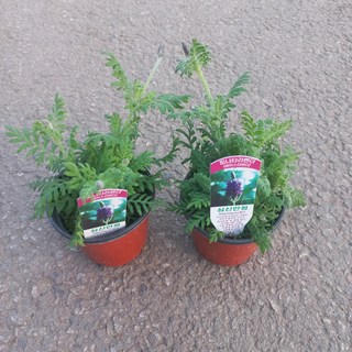 피나타라벤다2개묶음, 2개