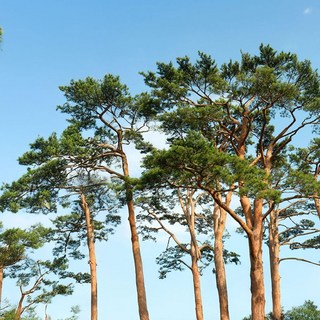 상상정원 적송 소나무 묘목 - 포트묘, 1개, 1년생/10주 한묶음