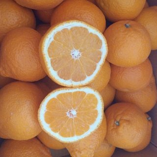 신선한 당도높은 제주 청견 2.5kg 5kg 제주오렌지 제주청견 청귤 청견귤 카라향 진지향 청견오렌지 레드향 홍매향 신비향 설국향, 1개, 5kg(랜덤과)