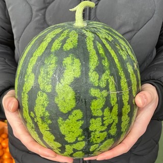 (용이다팜) 수분가득 꿀 수박 특가행사, 5kg내외, 1개