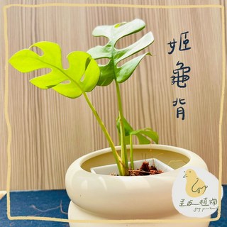 歪皮植物 姬龜背 小品植物 觀葉植物 雨林植物 觀葉入門款 居家植物 室內植物 交換禮物 新手植物, 1個