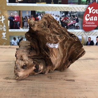 牛樟芝椴木子實體培養用牛樟木 擺件Ty88