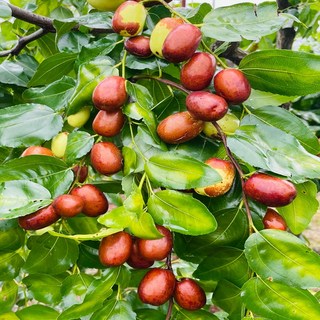 2025년 안성 고당도 생대추 2kg 선물세트 24mm 산지직송, 1개