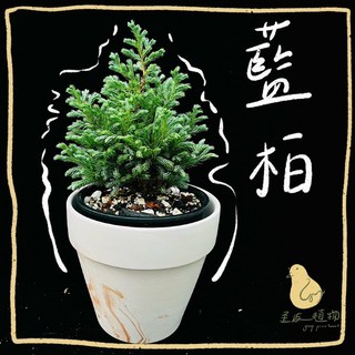 歪皮植物 藍柏 柏樹 觀葉植物 雨林植物 居家植物 室內植物 交換禮物 新手植物 辦公室植物, 1個, 六寸盆