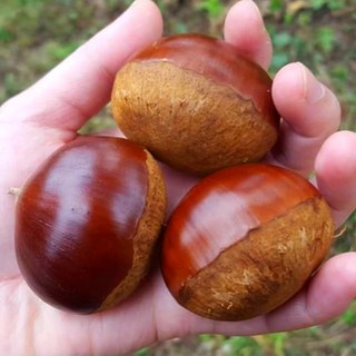 꿀당 알밤 햇밤 왕밤 밤, 알밤 2kg (특대), 1개