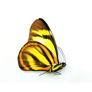 蟲新發現 蝴蝶標本A1 Cunizza屬 未展翅乾貨，昆蟲模型收藏，自然科學教育素材, 1個