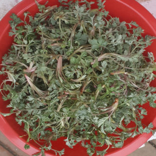 자연산 노지 쑥 국내산 산지직송, 1박스, 500g