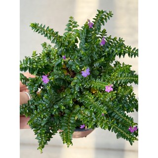 쿠페아 구피아 후페아 실내공기정화식물 사계절 꽃 반려식물 10cm 대성식물, 1개