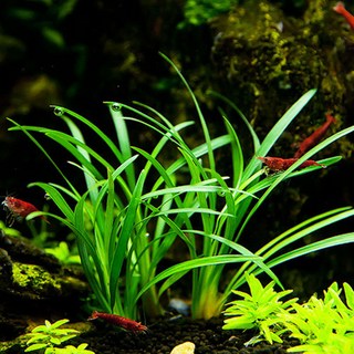 피알피쉬 애란 4뿌리 (전경수초), 1개