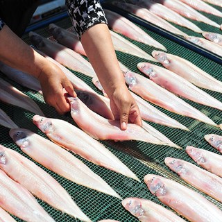 수산대장 군산 반건조박대 특대 왕박대 흰살생선 구이 반찬 서대, 2개, 26~29cm(200g내외) 대
