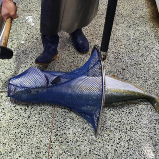 [도착일지정] 제주 대방어 모슬포 겨울 방어 회 택배 특대, 1개, 2kg 한마리