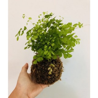苔球 苔玉 鐵線蕨/龜背芋/洞洞蔓 室內植物 植栽 新居落成送禮, 苔球植物製作, 1個