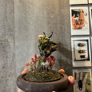 標本專用粘膠 白膠混合膠，用於造景與裱框固定，標本材料黏著劑, 1個