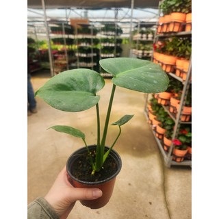 에이피플랜츠 몬스테라델리시오사 소품 국민식물 반려식물 공기정화, 1개, 기본