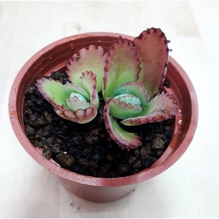 花樣渼栽盆栽生活館 蕾絲公主多肉植物 (3寸) 觀葉植物 (陽光多葉轉更紅)迷你盆栽, 1個, 植株(裸根)+3寸盆土