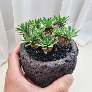 [제이팟다육] 화산석 돌화분에 심긴 아미산 괴마옥 다육식물 선인장 화분 세트